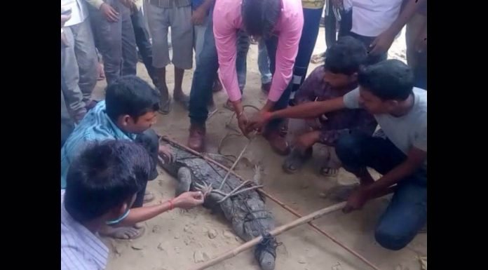विशालकाय मगरमच्छ के रिहायशी इलाके में घुसने से अफरातफरी मची