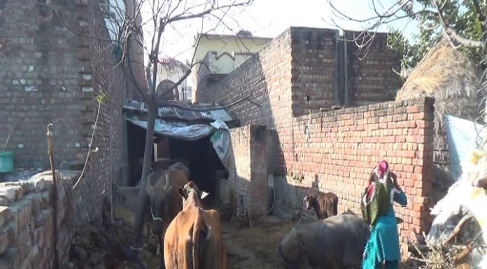 सीकरी गांव के लोग दुधारू पशुओं की चोरी से परेशान