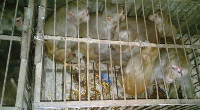 अब बंदरों से राहत मिलने वाली है शहरवासियों को