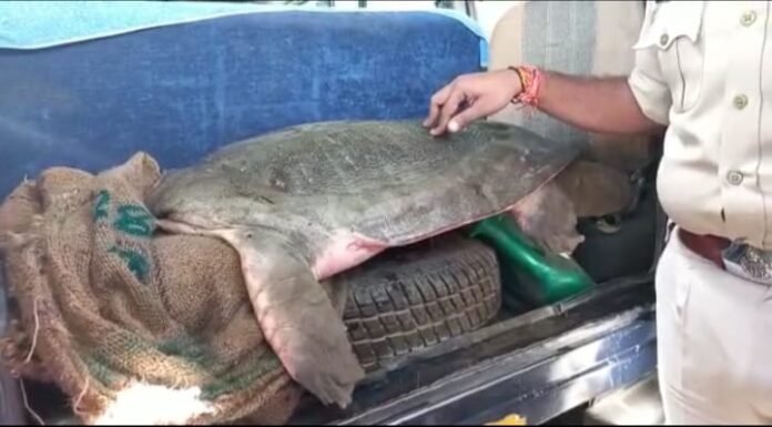 नैनीताल -पुलिस ने वन्यजीव तस्करी के मामले में कछुए के साथ एक व्यक्ति को गिरफ्तार किया