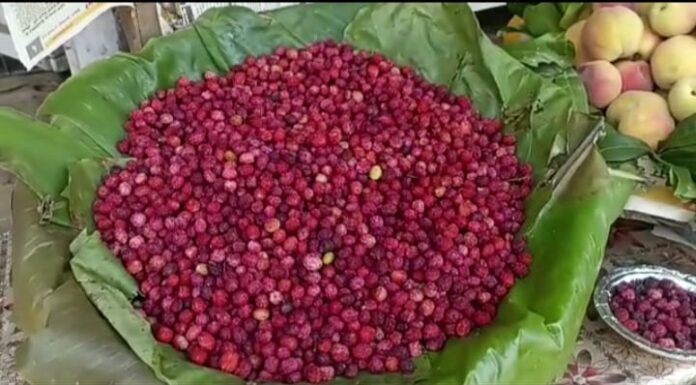 नैनीताल-औषधीय गुणों से भरपूर उत्तराखंड के जंगलों में मिलने वाला काफल पहुचा बाजारों में