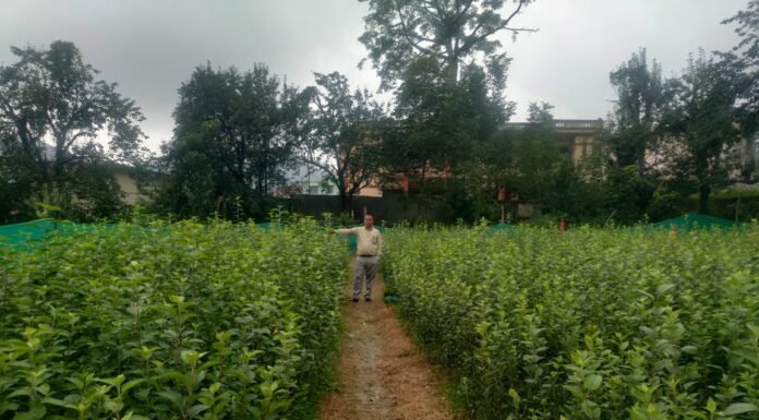 नैनीताल -जनपद में नवीनतम प्रजाति के सेब के पौधों से बढ़ेगी किसानों की आय