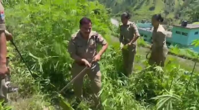 नैनीताल -बागेश्वर के ग्रामीण क्षेत्रों में उगाई गई भांग की खेती को पुलिस ने किया नष्ट