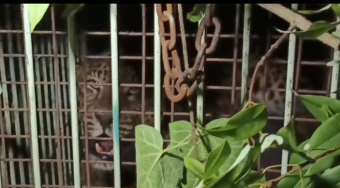 नैनीताल -दहशत का पर्याय बना गुलदार पिंजरे में हुआ कैद