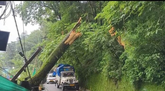नैनीताल -तेज हवाओं व बारिश के चलते गिरा सड़क पर भारी भरकम पेड़