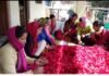 नैनीताल -नैनीताल के रामगढ़ की हर्बल टी बन रही ‘आत्मनिर्भर उत्तराखंड’ की वैश्विक पहचान